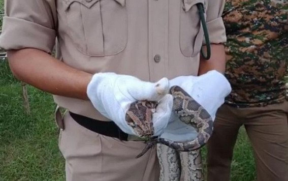 Baby Python spotted at Teliamura's Chakmaghat : Tension erupted